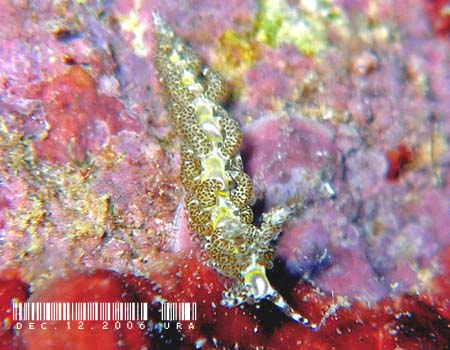 クサリミノウミウシ Limenandra rosanae