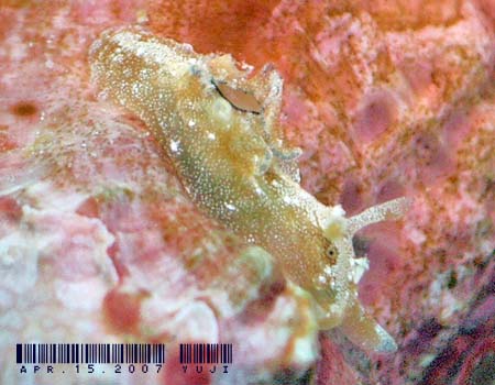 NwAtV Aplysia parvula