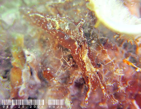 NwAtV Aplysia parvula