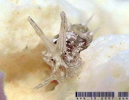 Stylocheilus striatus