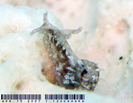 Stylocheilus striatus