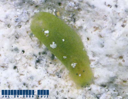 `E`E~hKC Phanerophthalmus smaragdinus