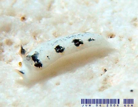 オトメウミウシ属の１種 Dermatobranchus sp.