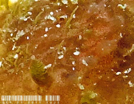 Sclerodoris apiculata XNh[XEAsN[^