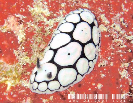 Phyllidiella annulata