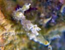 オウカンウミウシ Polycera japonica
