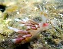 Cuthona sp. 8(Sea Slug Forum)