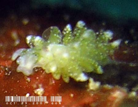 AE~EV̂P Ercolania sp. 5 (Sea Slug Forum)