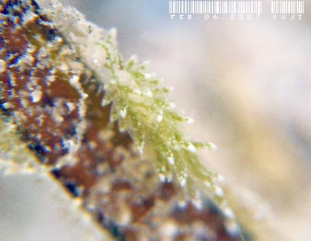 AE~EV̂P Ercolania sp. 5 (Sea Slug Forum)
