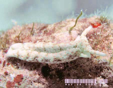 `h~hKCPlakobranchus ocellatus