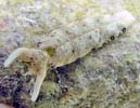 チドリミドリガイ Plakobranchus ocellatus