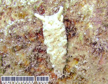 `h~hKCPlakobranchus ocellatus