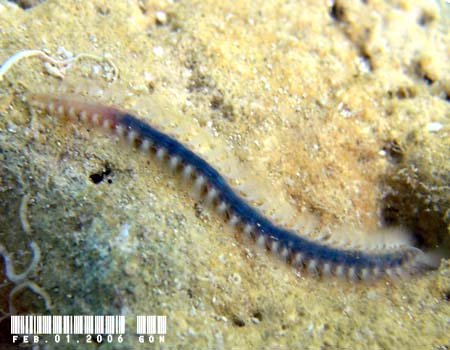 scaleworm